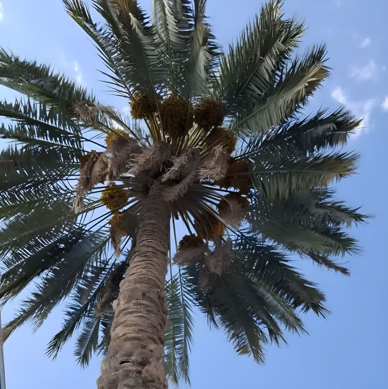 آغاز برداشت بیش از ۸۰ هزار تن خرما از نخلستان‌های جهرم